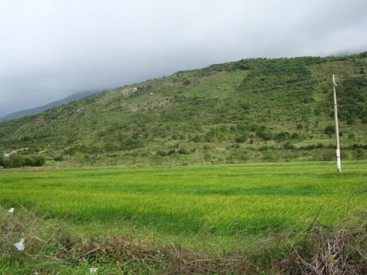 “Nổi sóng Nha Trang” - cuộc hội ngộ đầu năm mới 2009 “Nổi sóng Nha Trang” - cuộc hội ngộ đầu năm mới 2009