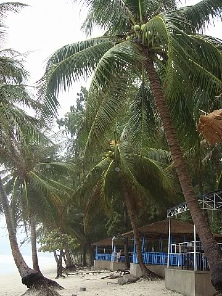 “Nổi sóng Nha Trang” - cuộc hội ngộ đầu năm mới 2009 “Nổi sóng Nha Trang” - cuộc hội ngộ đầu năm mới 2009