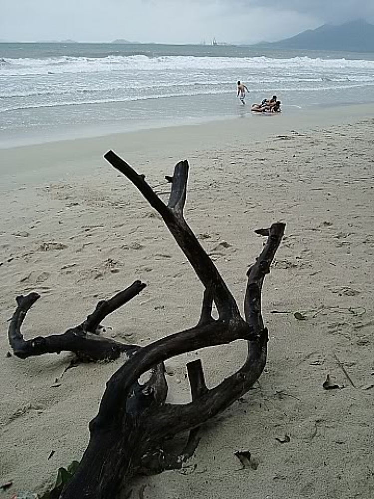 “Nổi sóng Nha Trang” - cuộc hội ngộ đầu năm mới 2009 “Nổi sóng Nha Trang” - cuộc hội ngộ đầu năm mới 2009
