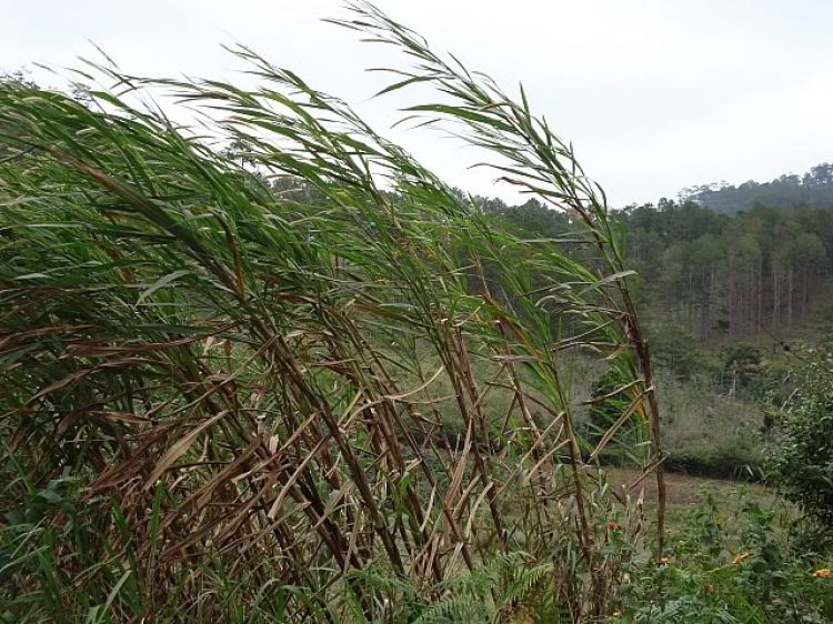 “Nổi sóng Nha Trang” - cuộc hội ngộ đầu năm mới 2009