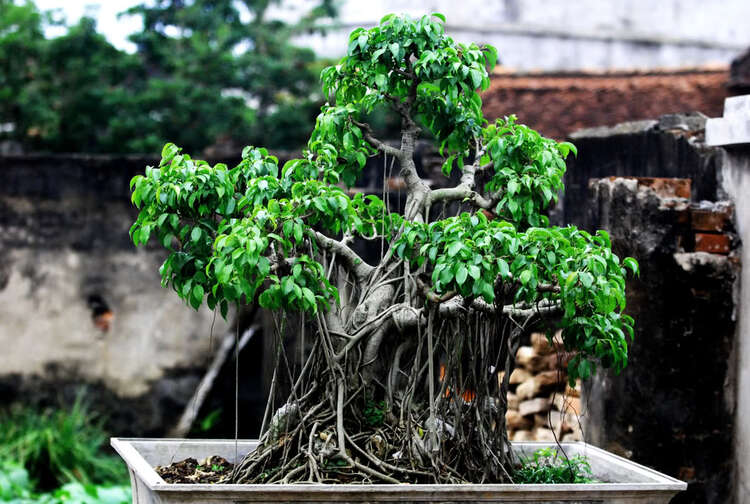 Chiều trên Bến Tầm Dương