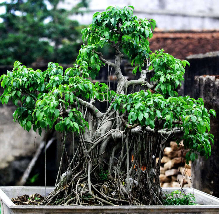 Chiều trên Bến Tầm Dương