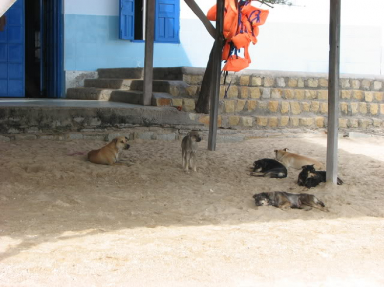 “Nổi sóng Nha Trang” - cuộc hội ngộ đầu năm mới 2009