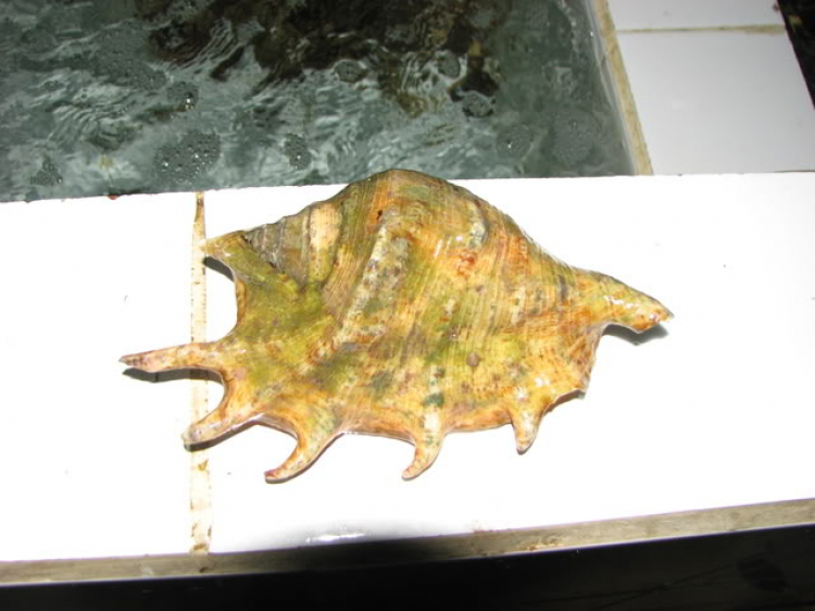 “Nổi sóng Nha Trang” - cuộc hội ngộ đầu năm mới 2009 “Nổi sóng Nha Trang” - cuộc hội ngộ đầu năm mới 2009