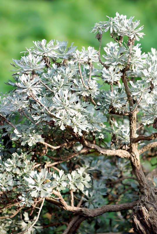 Chiều trên Bến Tầm Dương