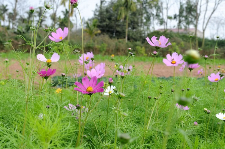 Hội OSHN