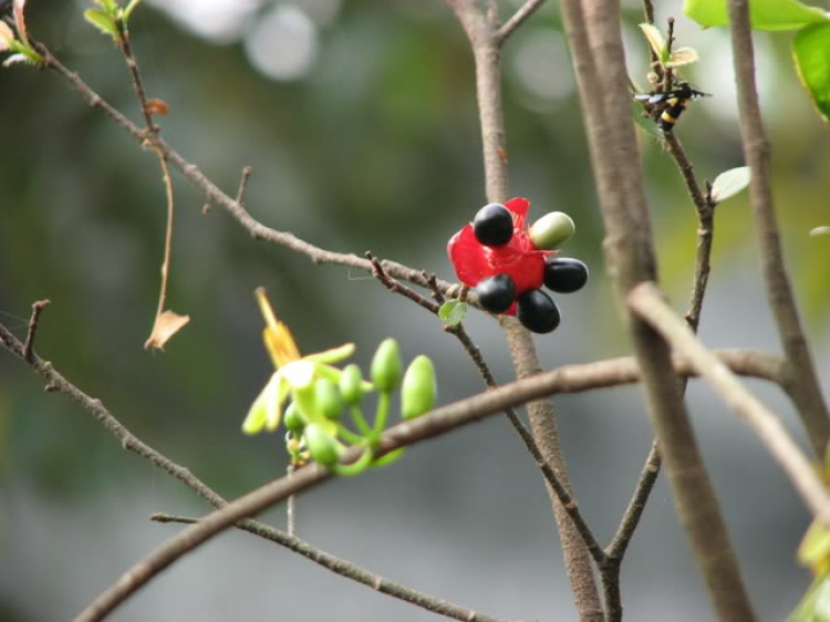 Chúc Mừng Năm Mới.