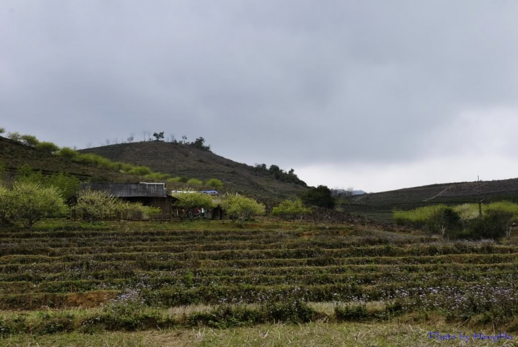 Phong cảnh thiên nhiên, con người Mộc Châu, Sơn La: