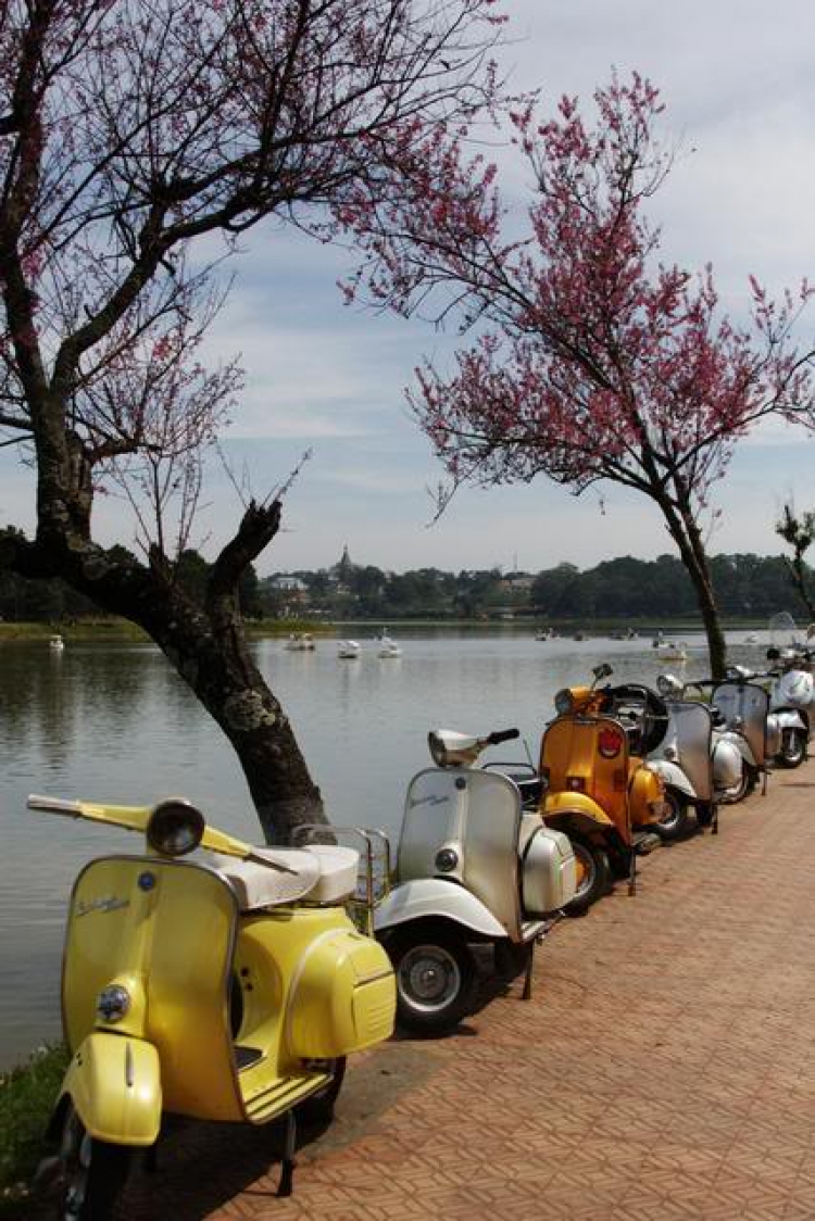 Hoa anh đào Đà Lạt