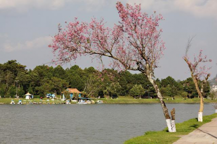 Hoa anh đào Đà Lạt