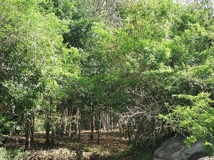 Thác Mai - Chuyến đi đầu năm của XNL - 2009 Thác Mai - Chuyến đi đầu năm của XNL - 2009