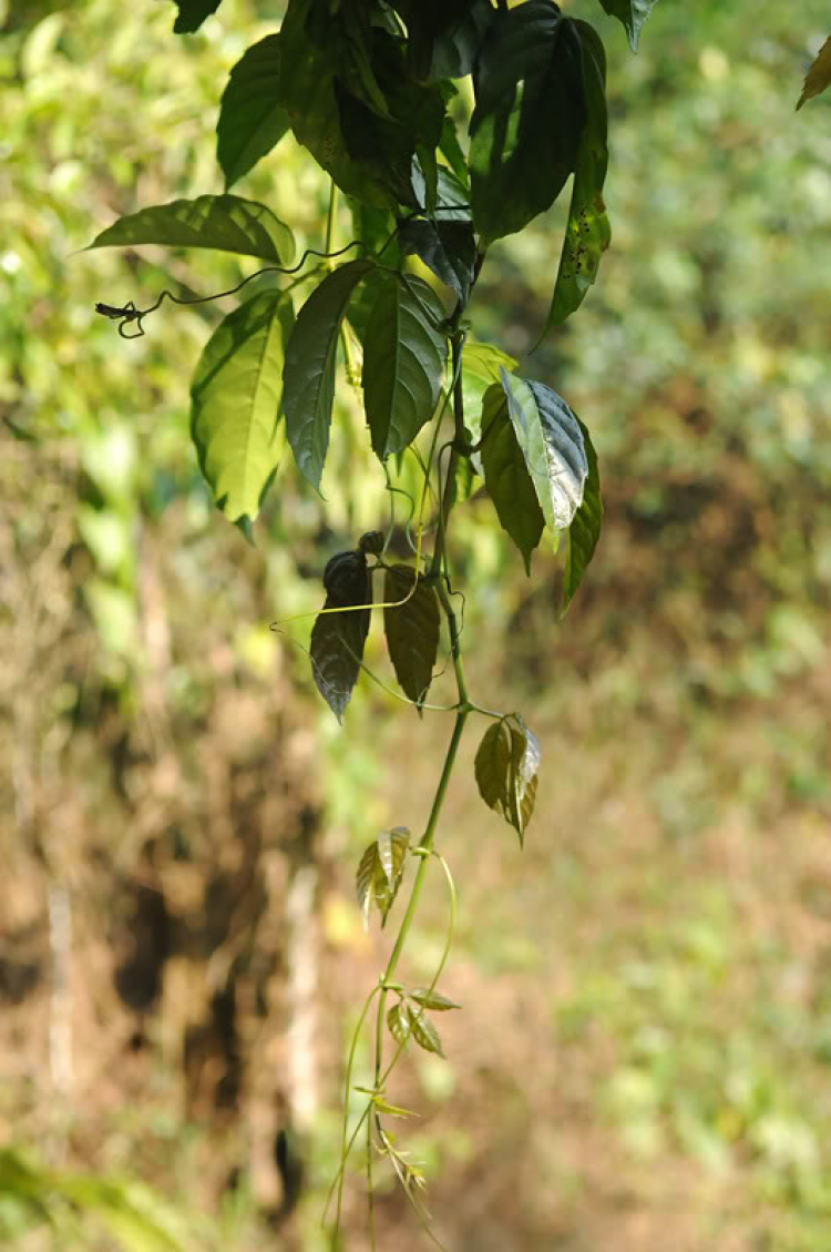 Em lại lang thang