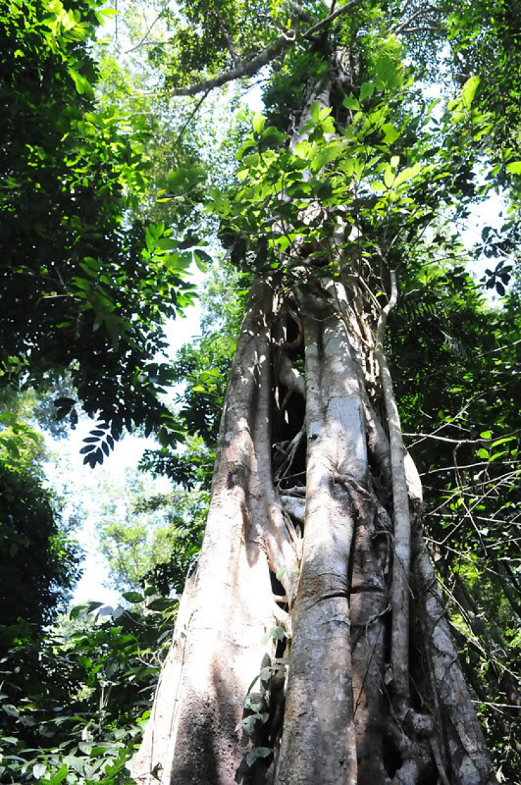 Em lại lang thang