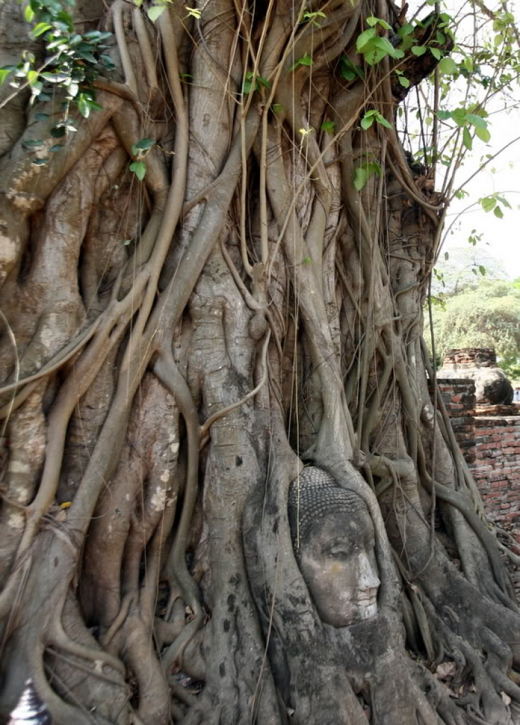 Em chơi đế chế.