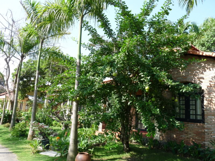 TFC mừng ngày Quốc tế Phụ nữ - CN, 8/3/2009 - Dã ngoại tại Villa H2O (HM)