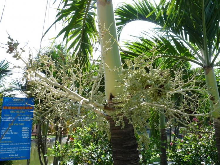 TFC mừng ngày Quốc tế Phụ nữ - CN, 8/3/2009 - Dã ngoại tại Villa H2O (HM)