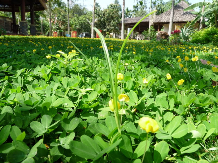 TFC mừng ngày Quốc tế Phụ nữ - CN, 8/3/2009 - Dã ngoại tại Villa H2O (HM)