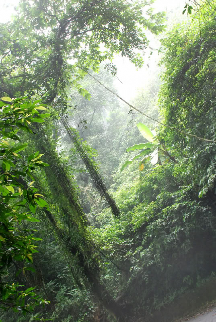 Em lại lang thang