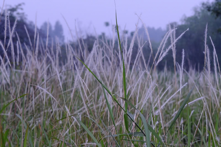 Em lại lang thang