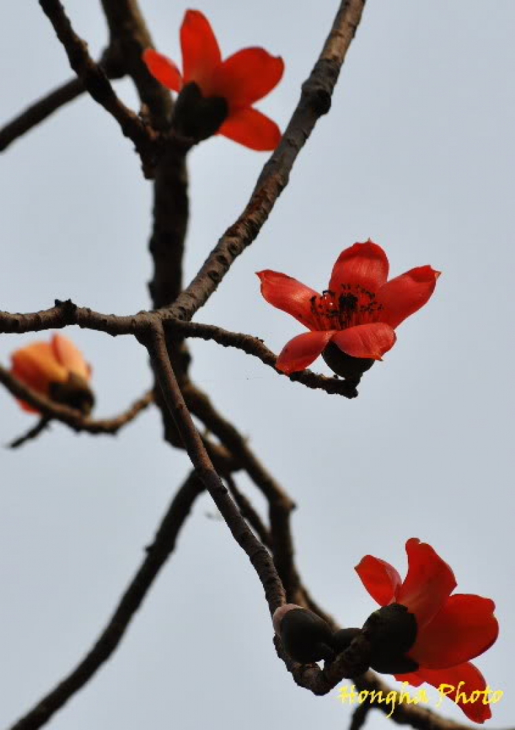 Phòng ảnh SFC