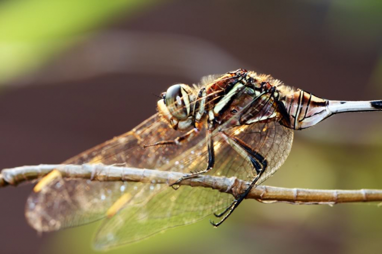 Macro ruồi và chuồn chuồn !