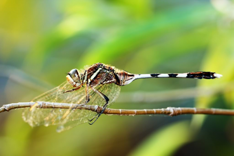 Macro ruồi và chuồn chuồn !