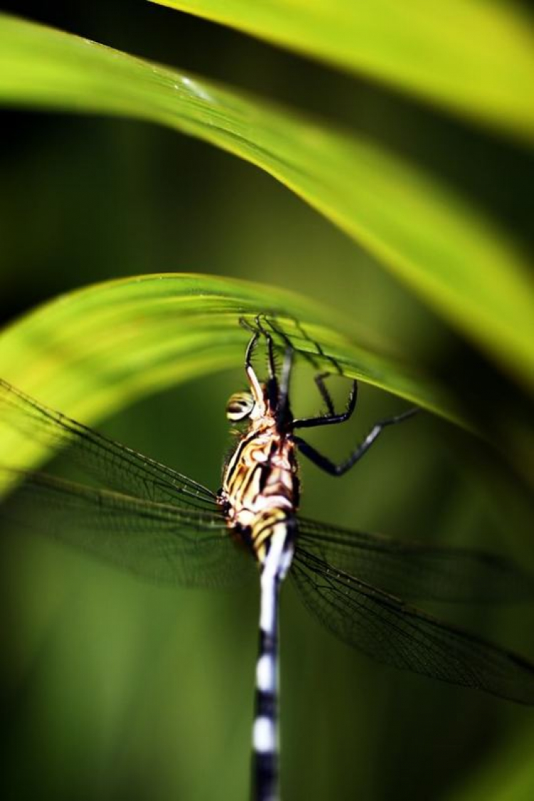 Macro ruồi và chuồn chuồn !