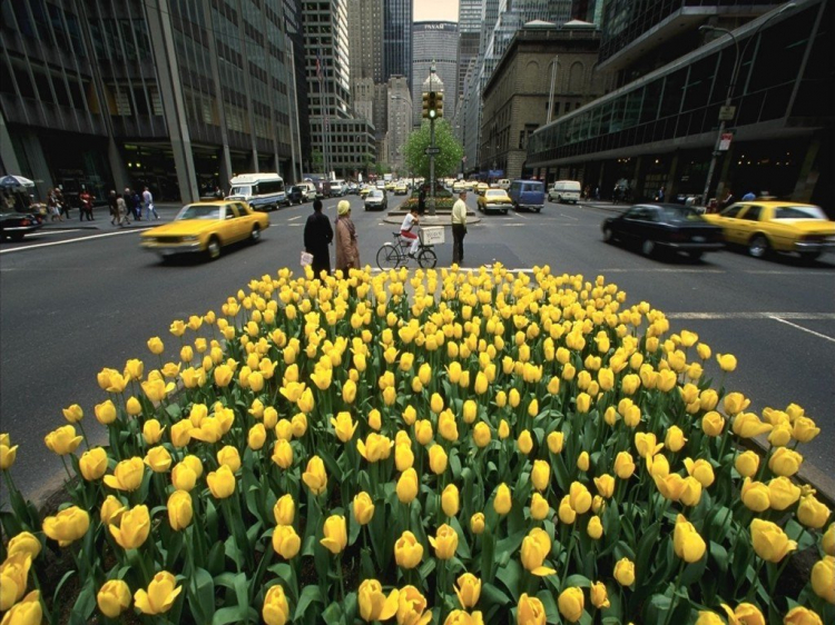 New York City - thỏi nam châm cuốn hút!