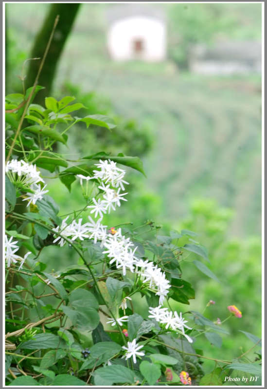 Em lại lang thang