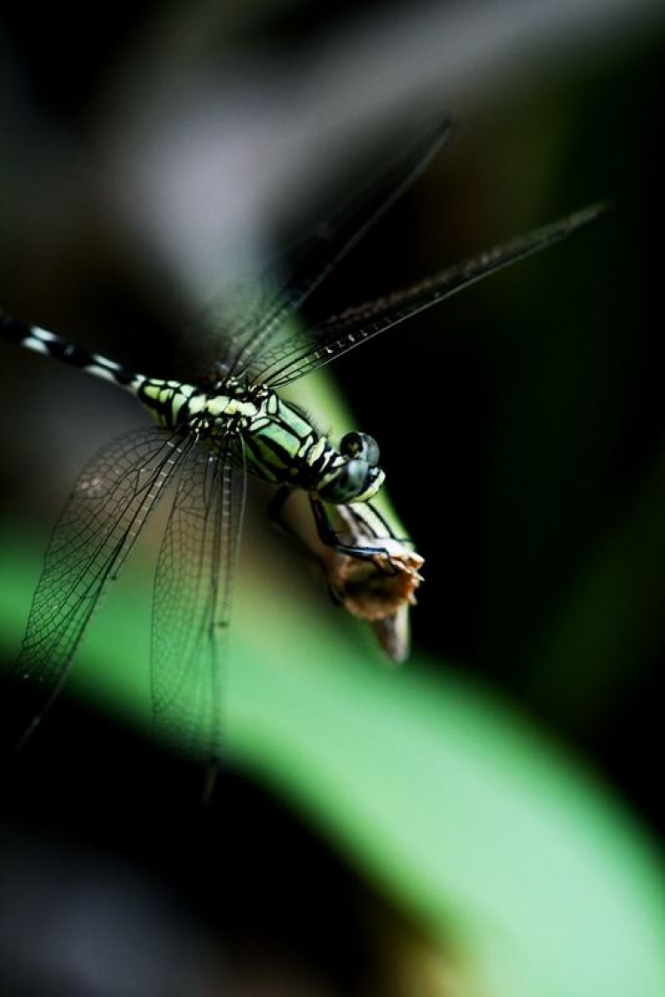 Macro ruồi và chuồn chuồn !