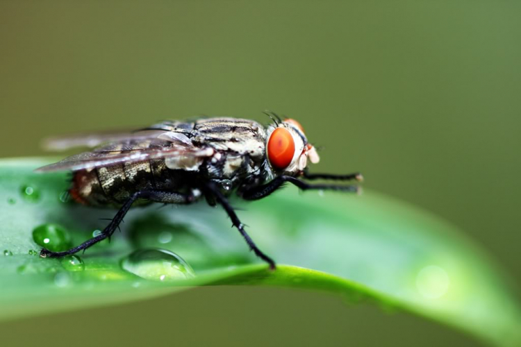 Macro ruồi và chuồn chuồn !