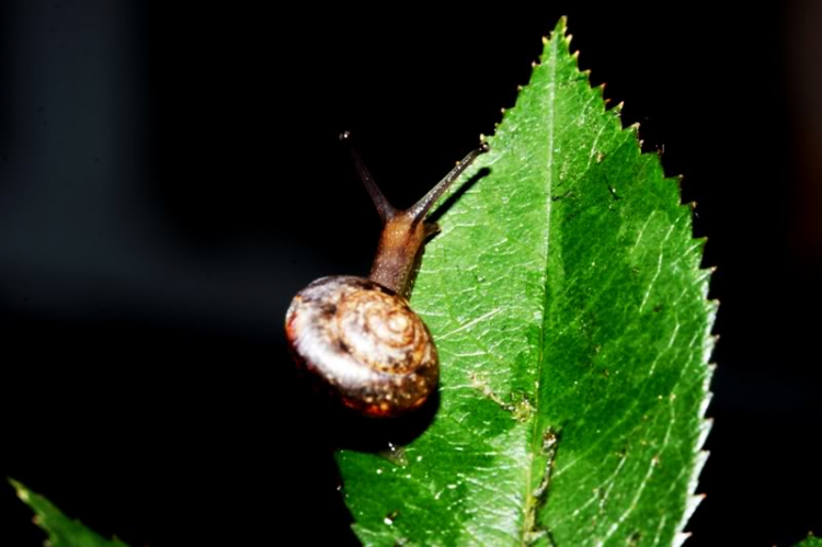 Macro ruồi và chuồn chuồn !