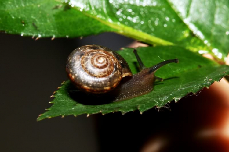 Macro ruồi và chuồn chuồn !