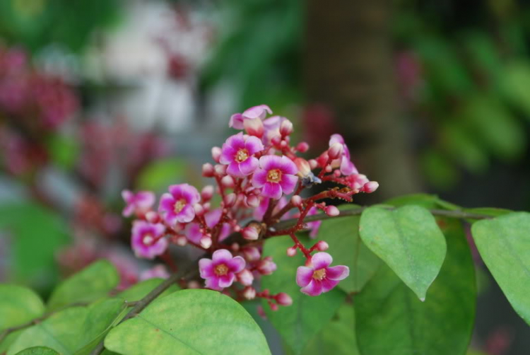 Cuối tuần chụp linh tinh. Cuối tuần chụp linh tinh.