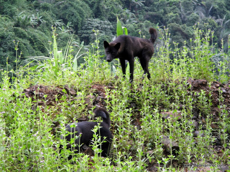 Vài hình ảnh về Trường sơn của Daothoat tháng 5-2009