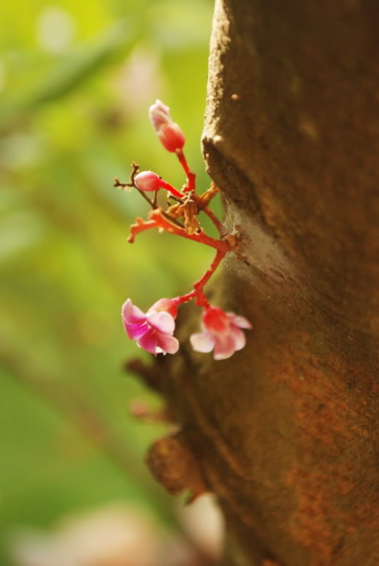 Cuối tuần chụp linh tinh.