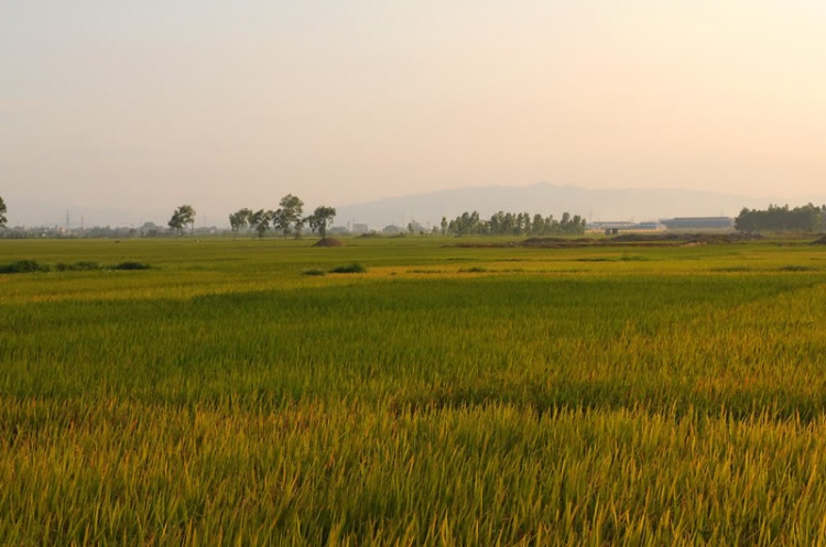 Em lại lang thang