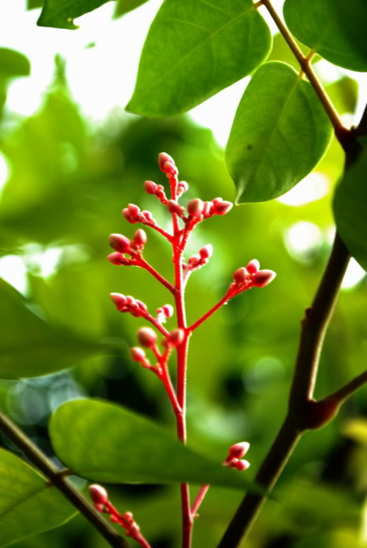 Cuối tuần chụp linh tinh. Cuối tuần chụp linh tinh.
