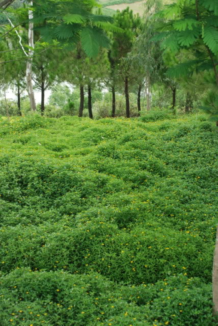 Nam du ký