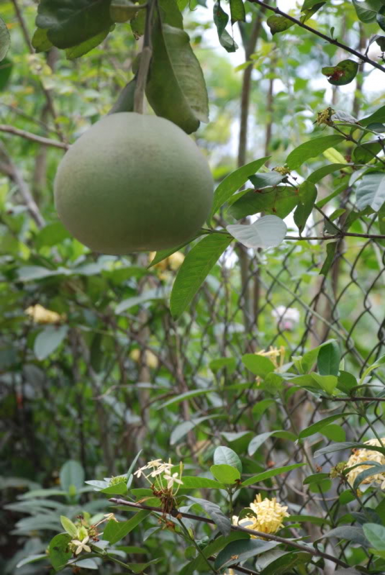 Em lại lang thang