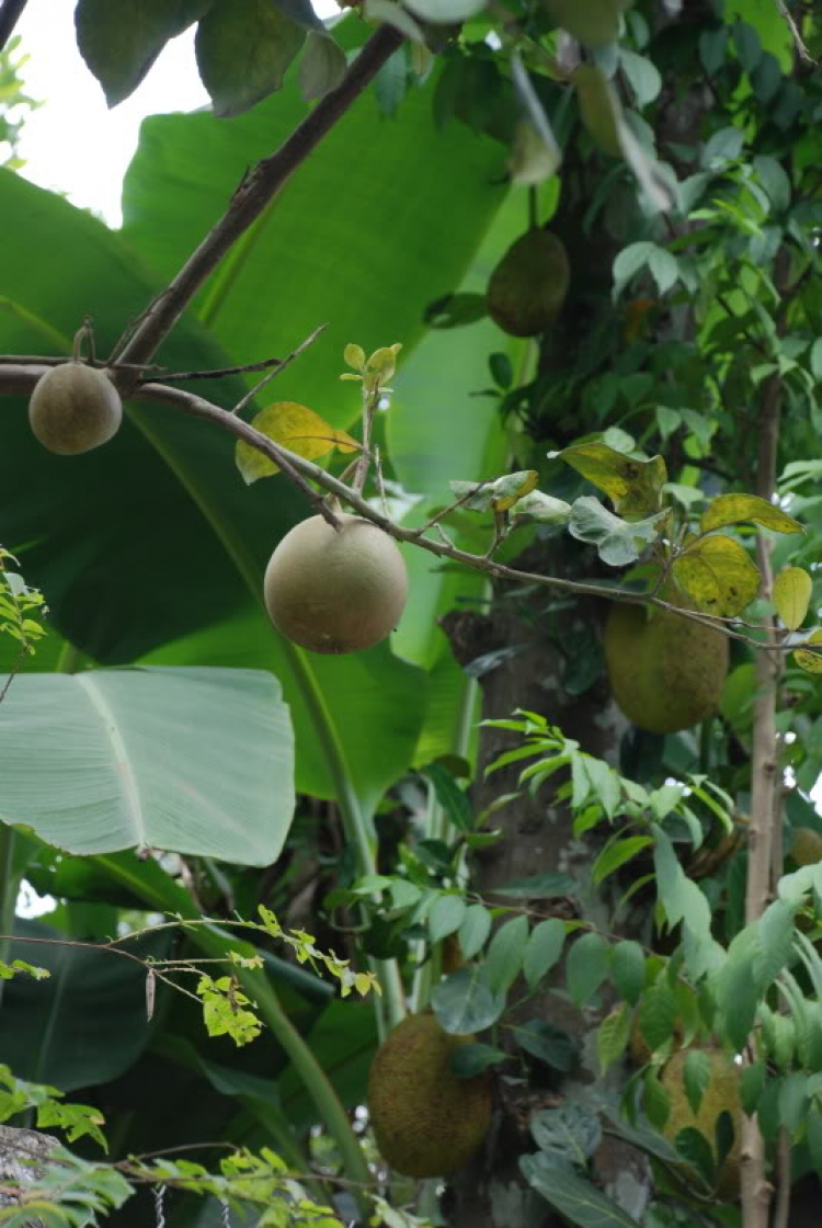 Em lại lang thang Em lại lang thang