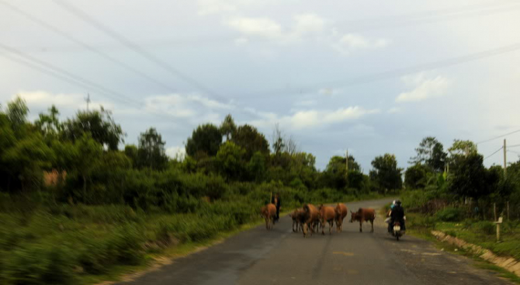 Em lại lang thang