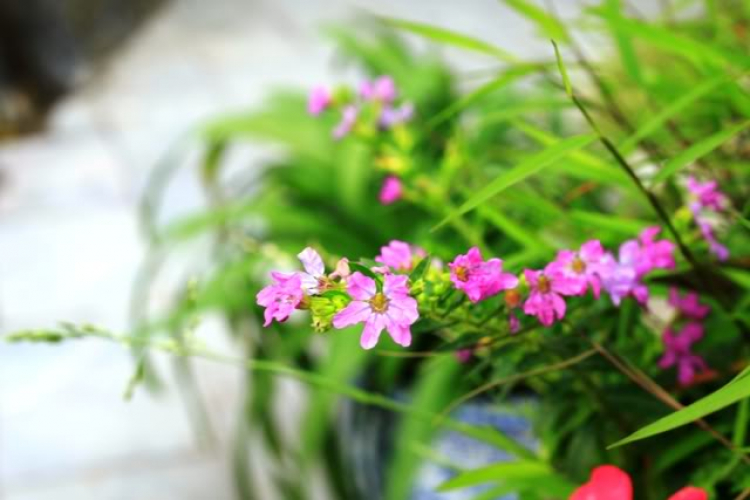 Cuối tuần chụp linh tinh. Cuối tuần chụp linh tinh.
