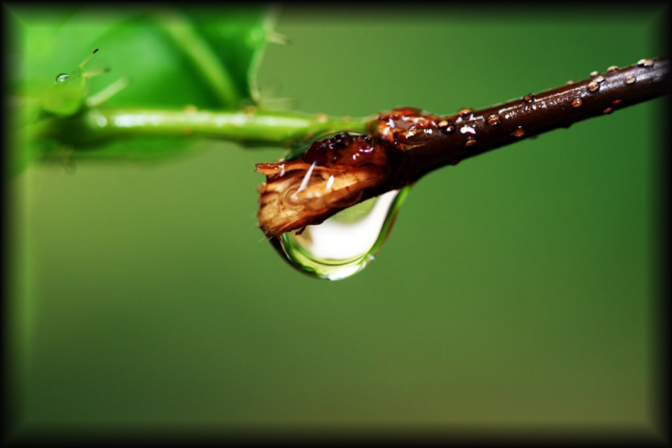 Côn trùng (bọ xít)!