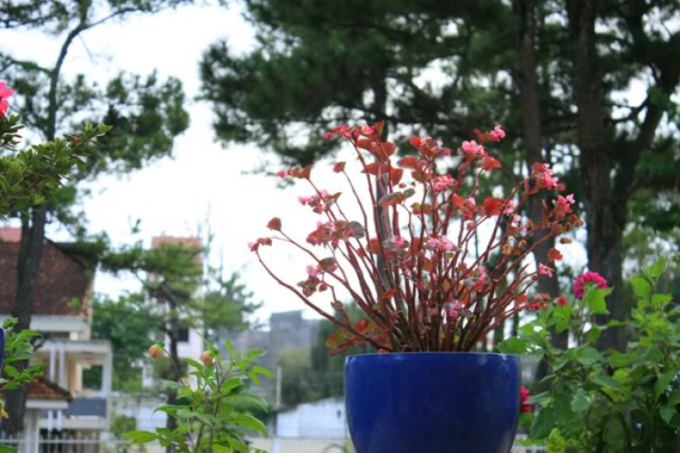 Cuối tuần chụp linh tinh. Cuối tuần chụp linh tinh.
