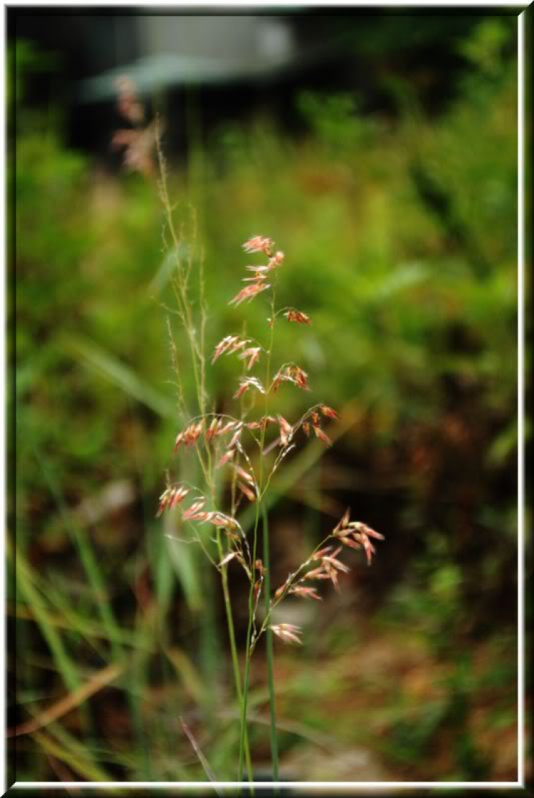 Cuối tuần chụp linh tinh.