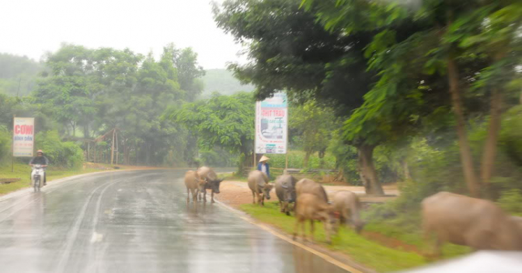 Em lại lang thang