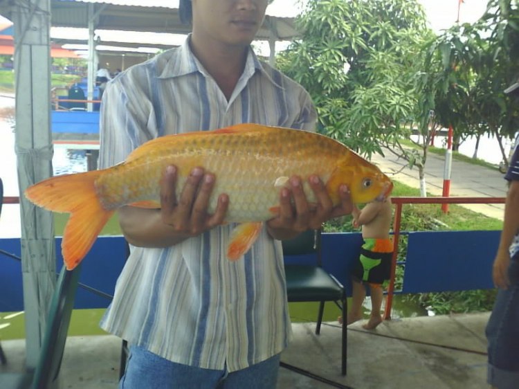 Phòng trưng bày của CLB Câu Cá - Dã ngoại  - OS Fishing Club