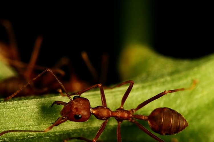 Macro côn trùng linh tinh !