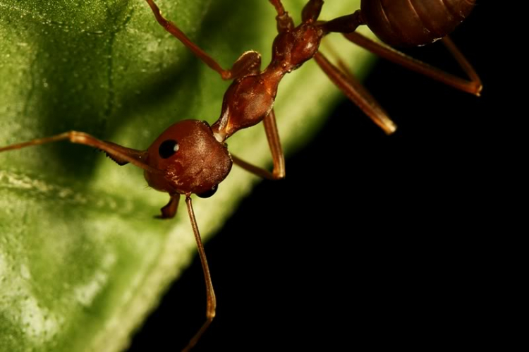 Macro côn trùng linh tinh !